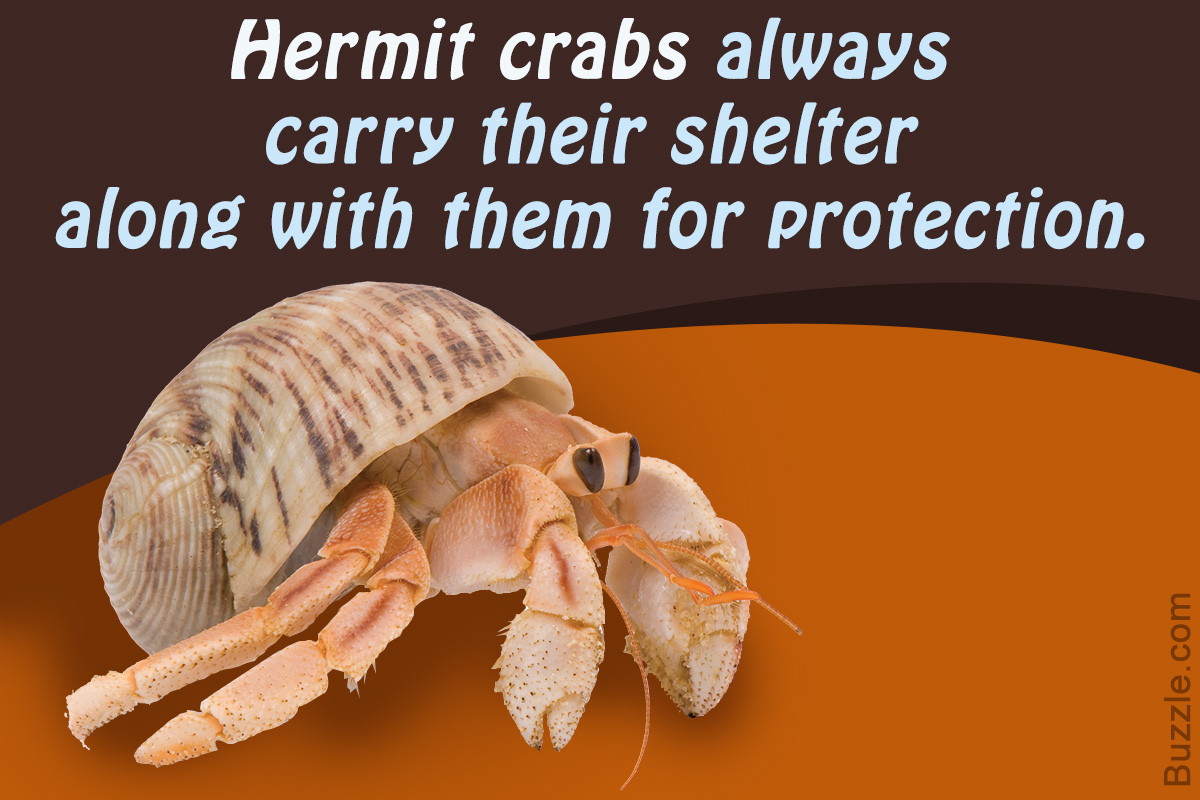 Pet Hermit Crabs - Hermit Crab Care