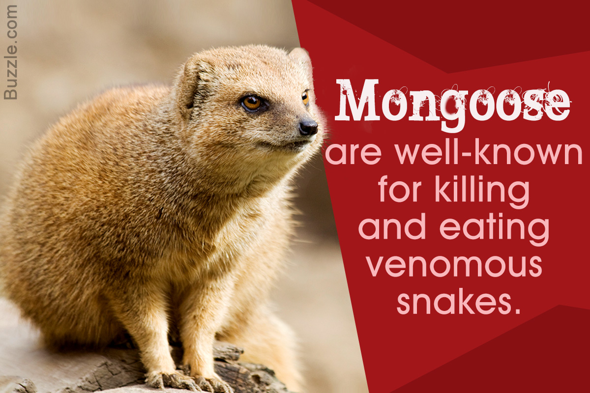 The Mongoose - Courageous Snake Killer and Lovable Pet