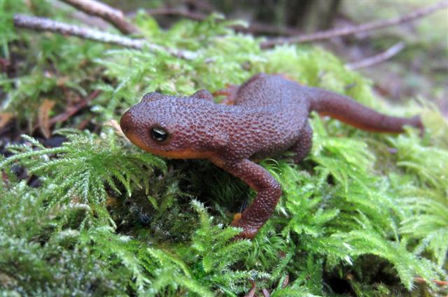 Rough-skinned Newt Up Close