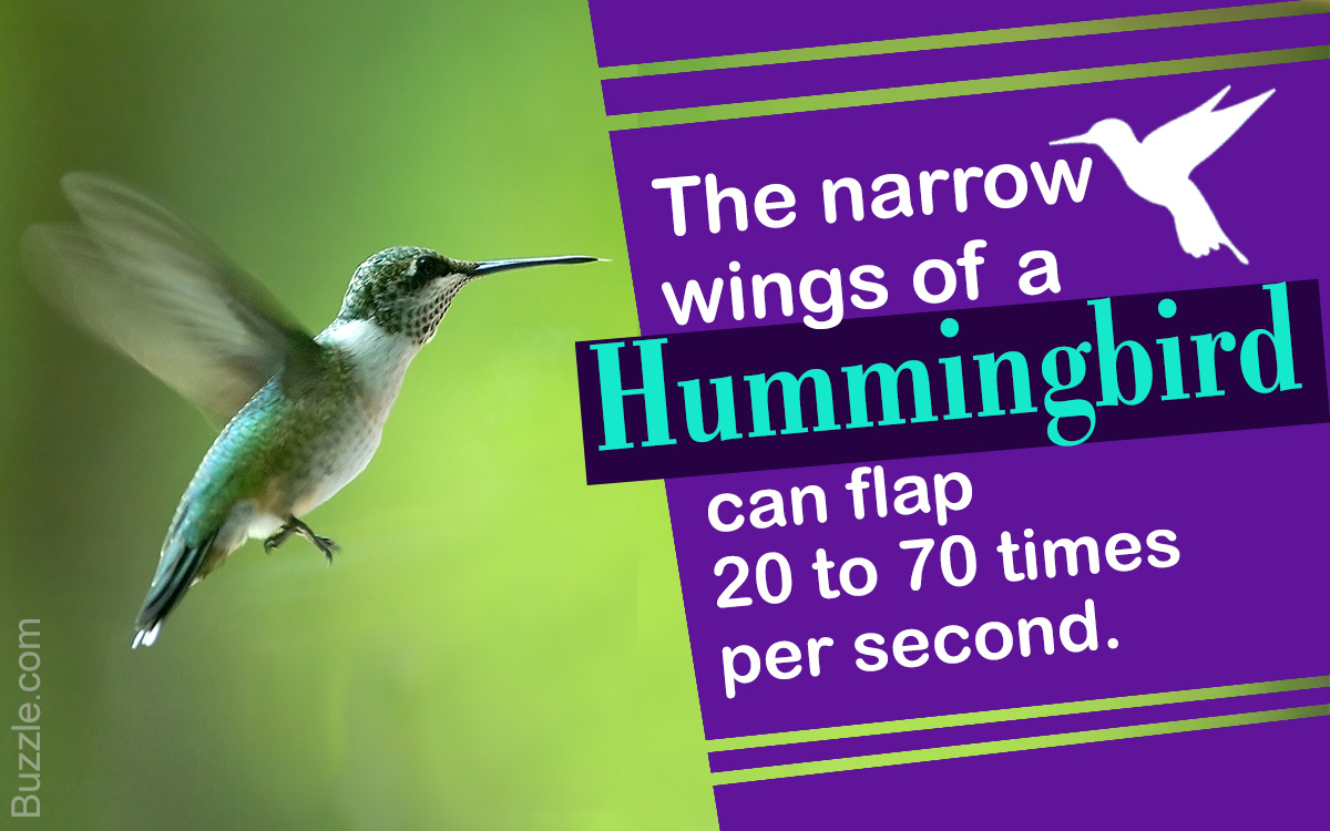 Facts about Hummingbirds
