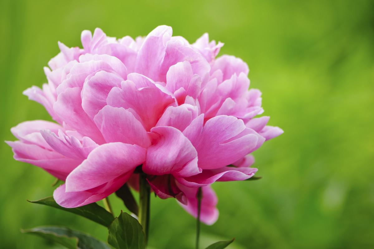 An A-Z List of Flower Names You Should Bookmark Right Away