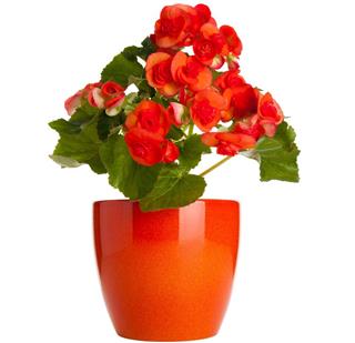 Begonia flower in pot