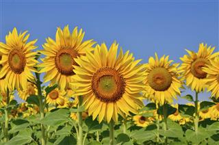 Bloom sunflowers