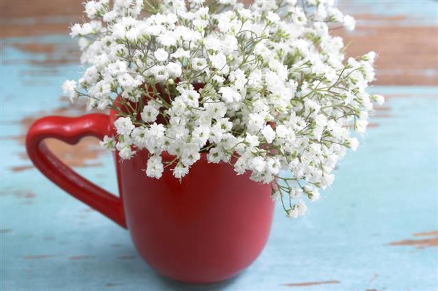 Baby's breath flowers in red cup