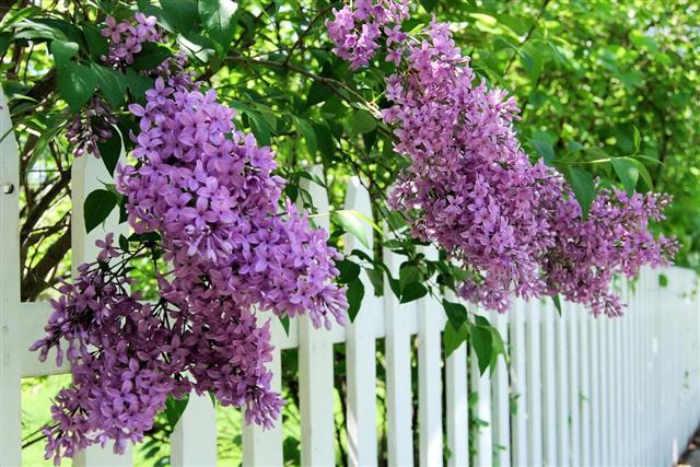 Lilacs over the fence