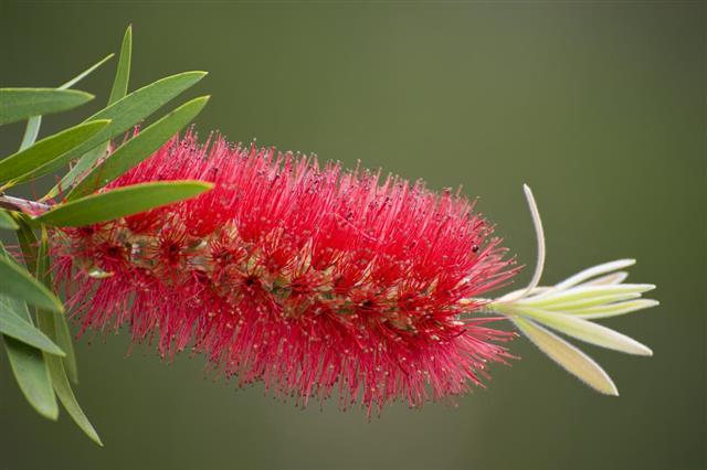 Red bottlebrush flower