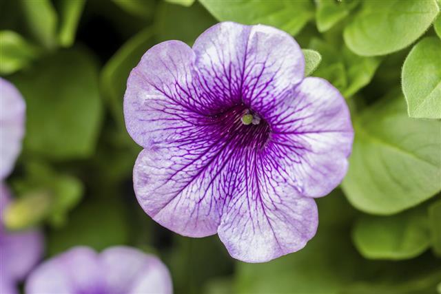 Purple petunia flower