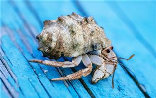 Hermit Crab on blue table