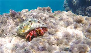 Hermit crab and Parrotfish