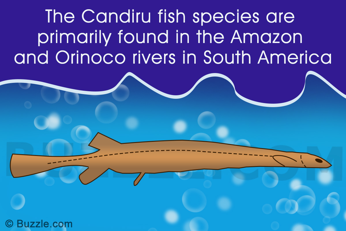 Candiru: Vampire Fish