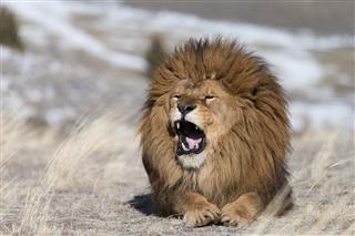 Walking Extinct in the wild Atlas Lion on windswept hill???