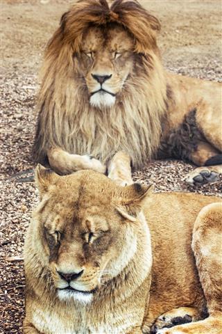 Couple of Barbary lions - Panthera leo