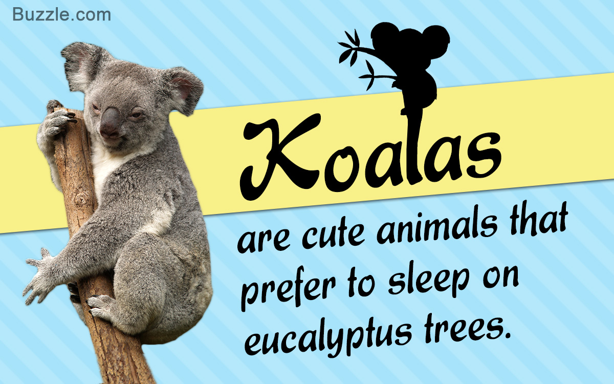 Facts about the Koala