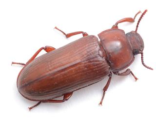 Darkling beetle (red flour beetle) from above