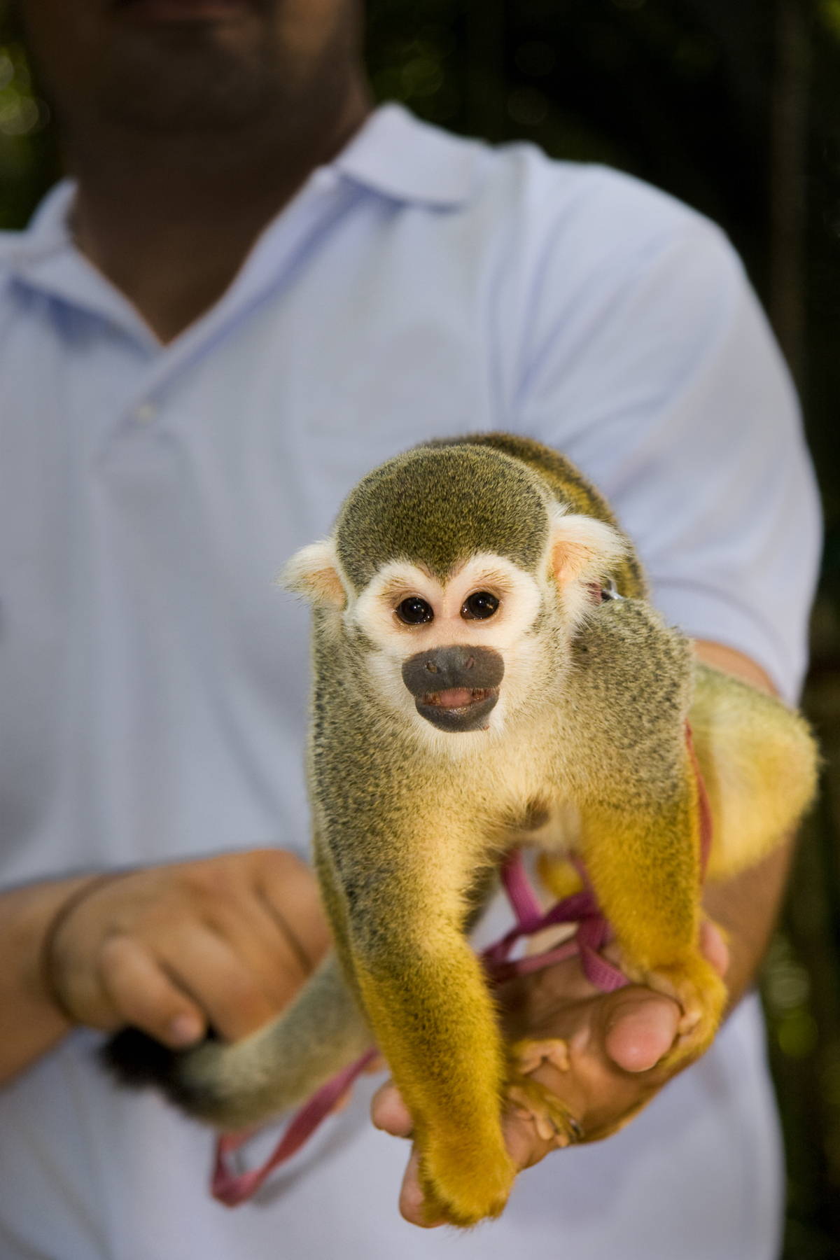 The Free Spirited One Can Squirrel Monkeys Be Kept As Pets Pet Ponder,How Many Quarters In A Dollar