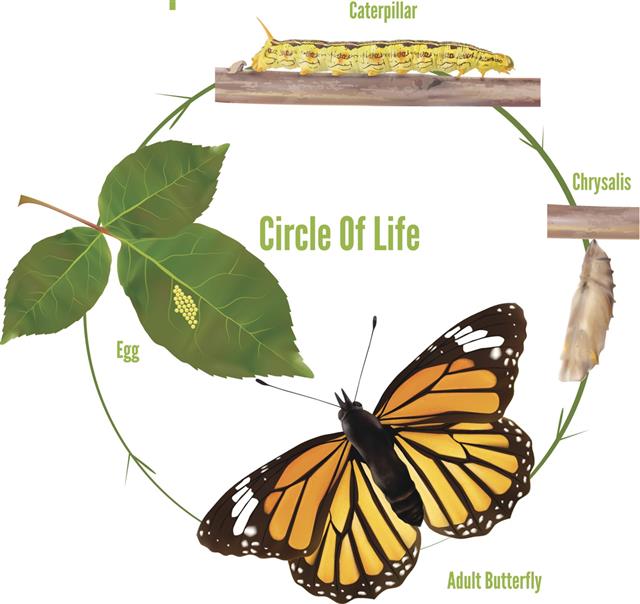 Life Cycle of a Caterpillar