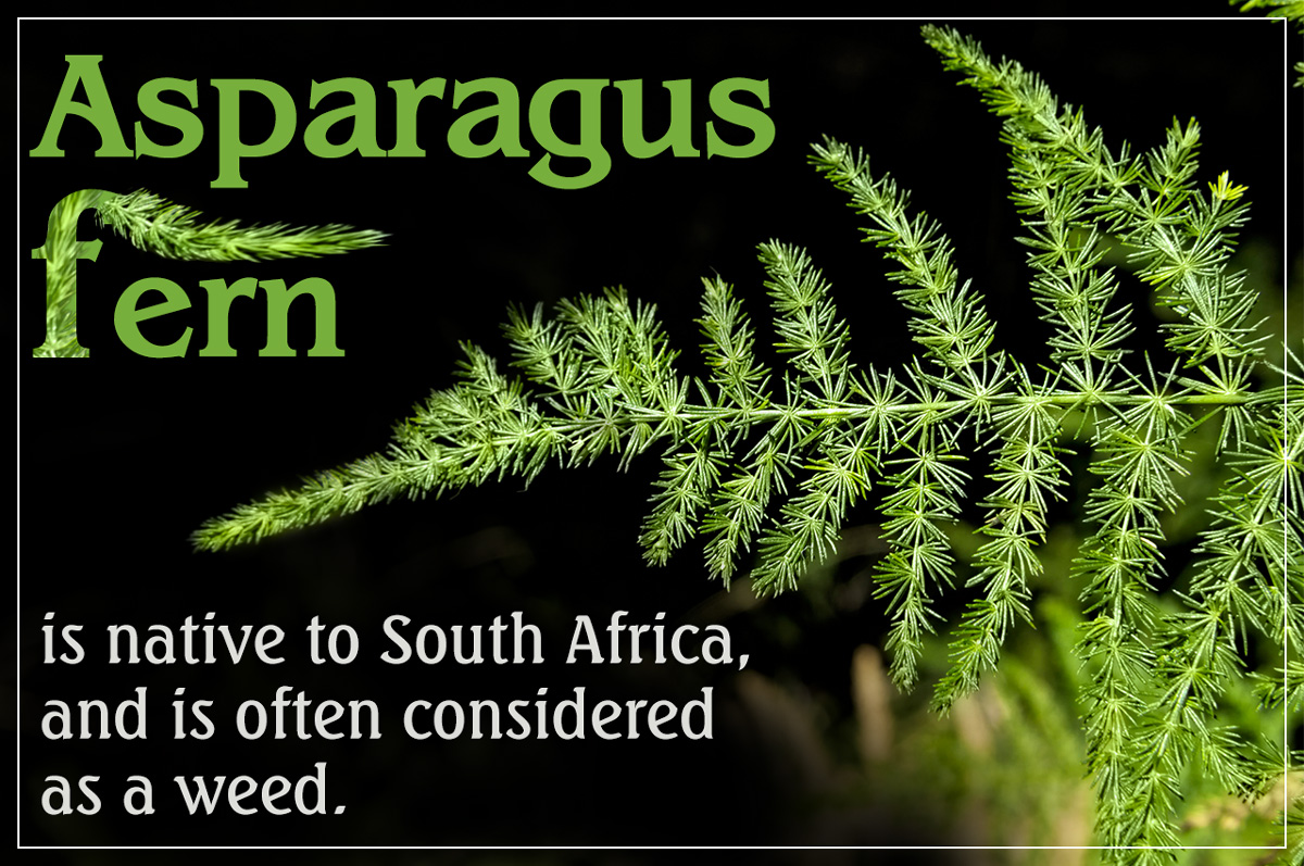 All You Need To Know About Asparagus Fern
