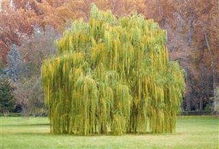 Salix babylonica tree on Autumn landscape