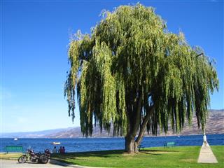 Under the weeping willow tree