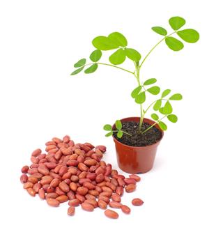 Peanut plant