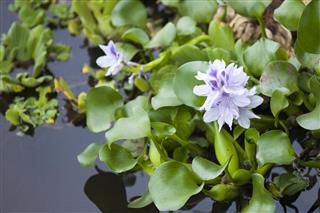 Water hyacinth ??? Eichhornia crassipes