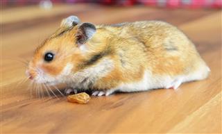 Gonzales hamster isolated close up
