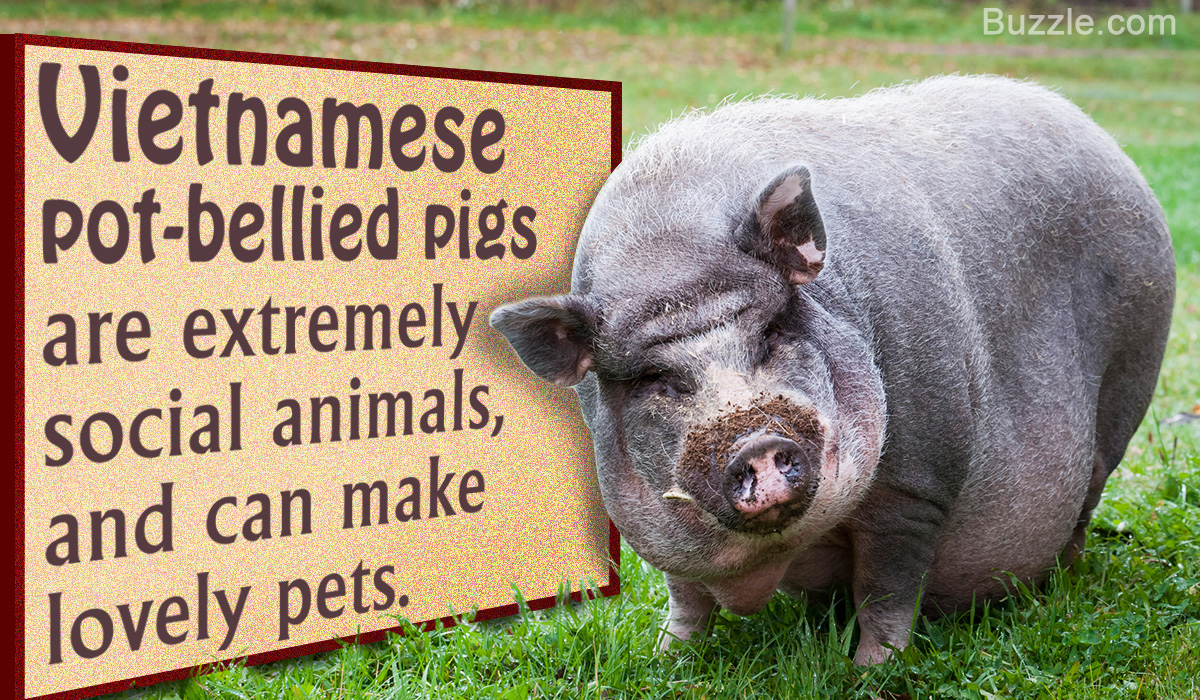 Pig Breeds for Pets