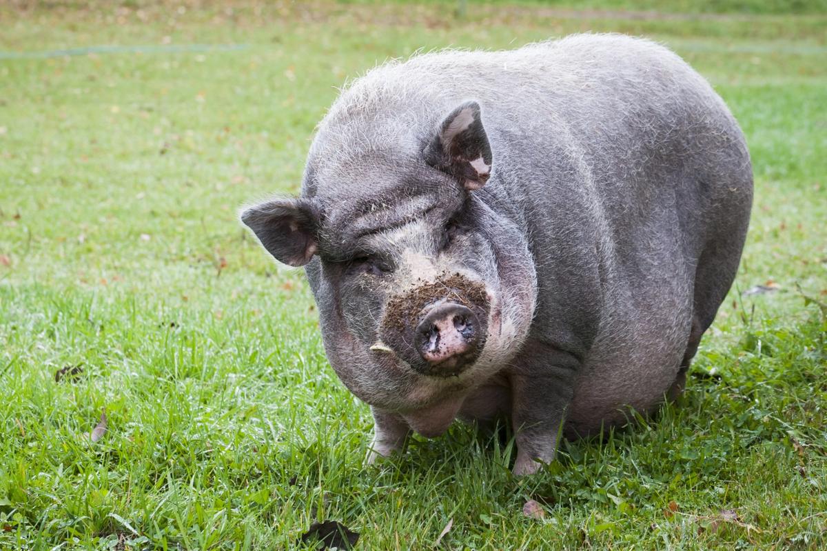 3 Extremely Lovable And Friendly Pig Breeds You Can Keep As Pets Animal Sake,Bloody Mary Queen