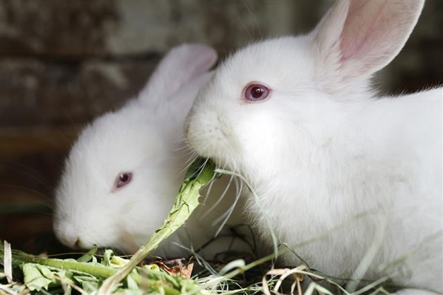 two white rabbit eating fresh grass river