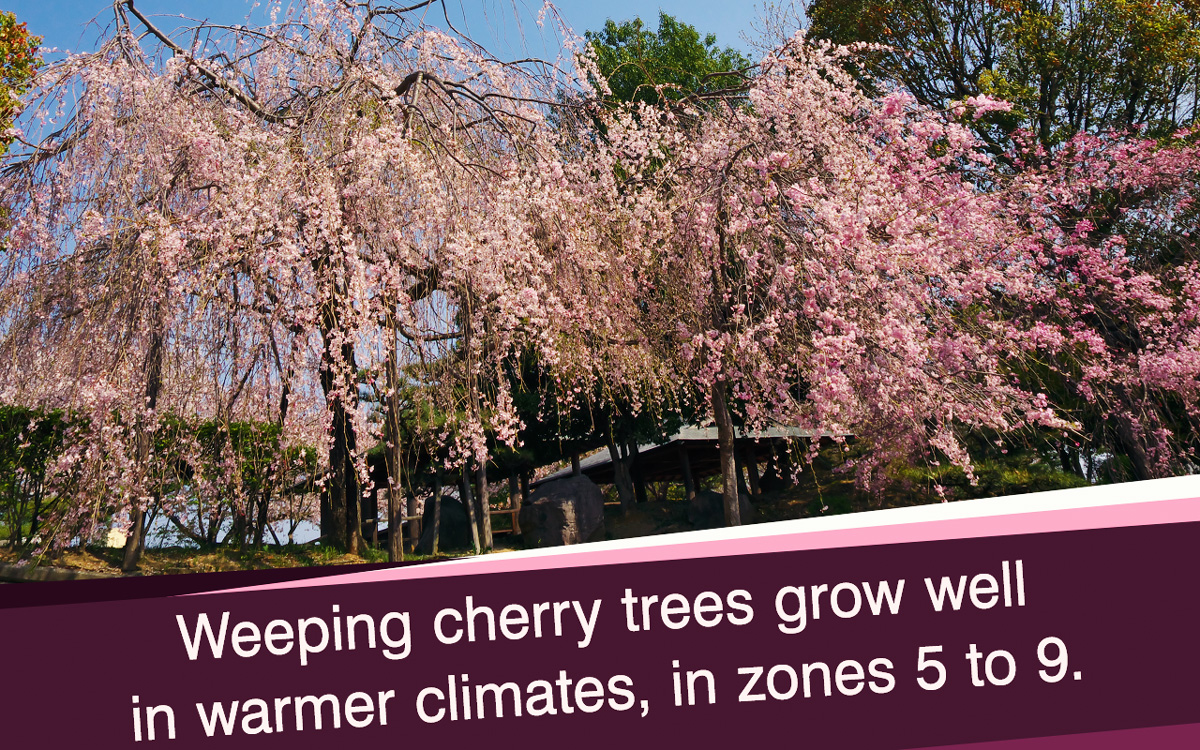 Information about Weeping Cherry Tree