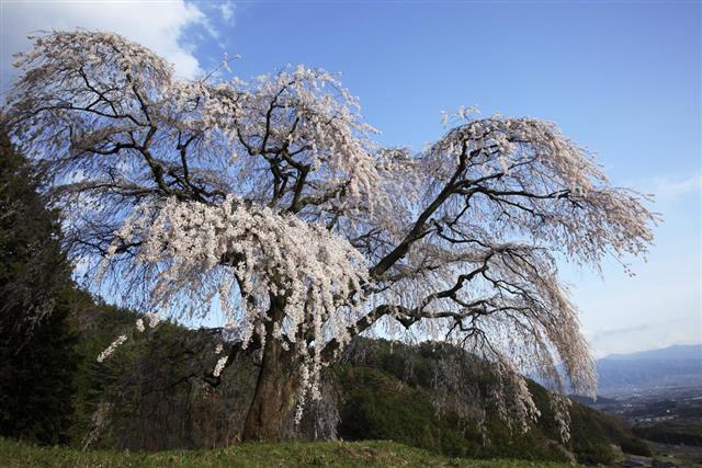 White Weeping cherry tree