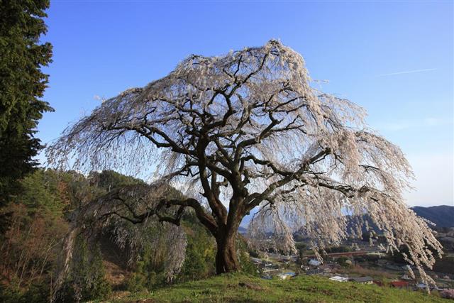 Weeping cherry tree, Purity