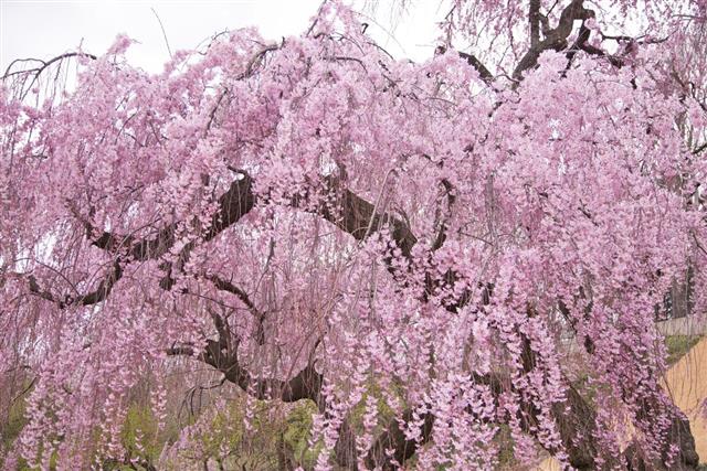 Japan, Cherry Blossom