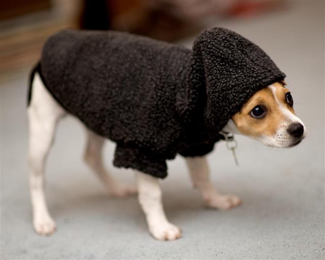 Rat Terrier with Clothing