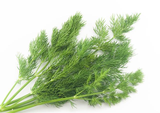 Fresh branches of green dill