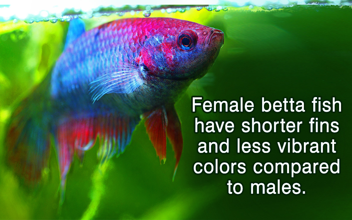 Female Betta Fish