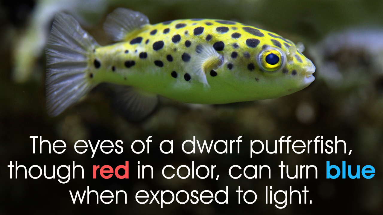 Dwarf Pufferfish