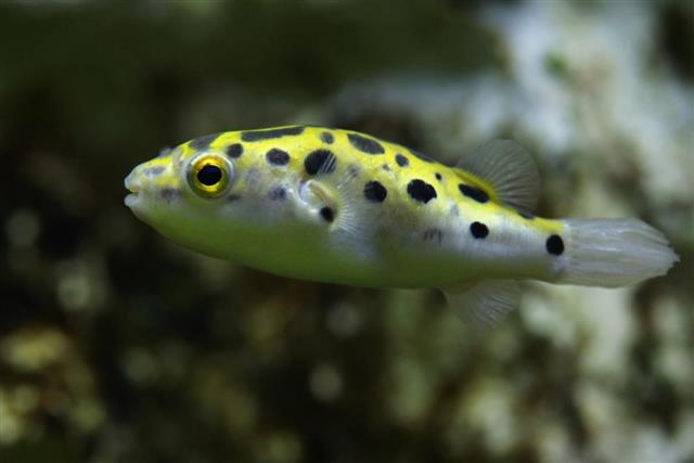 spotted pufferfish