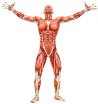 Male Muscular Build System