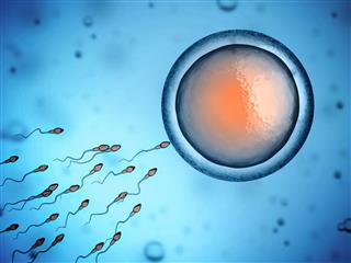 Human sperm and egg cell