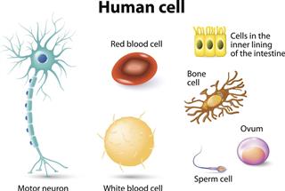 Human cells on white background