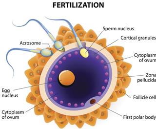 Fertilization structure