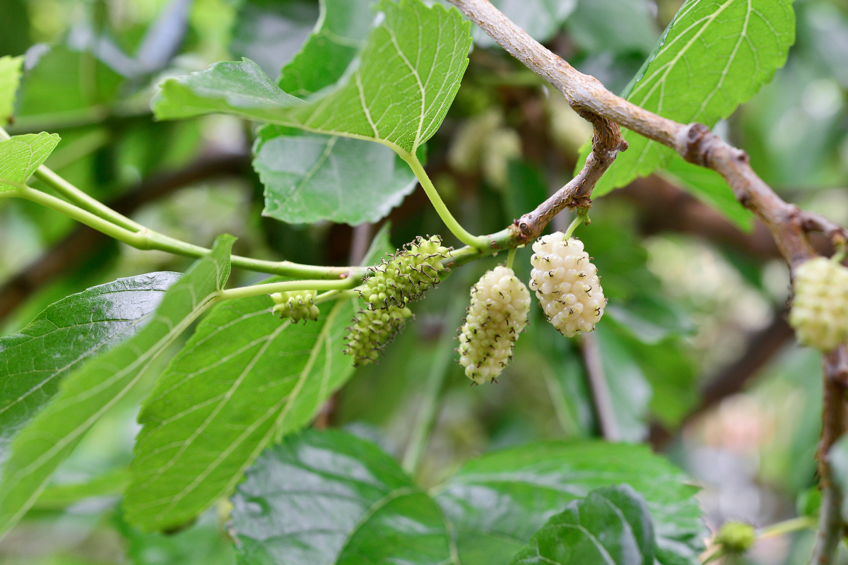 The mulberry is a deciduous tree shedding its leaves in a particular season...