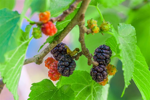 Mulberries on the tree