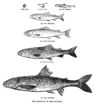Growth of a salmon
