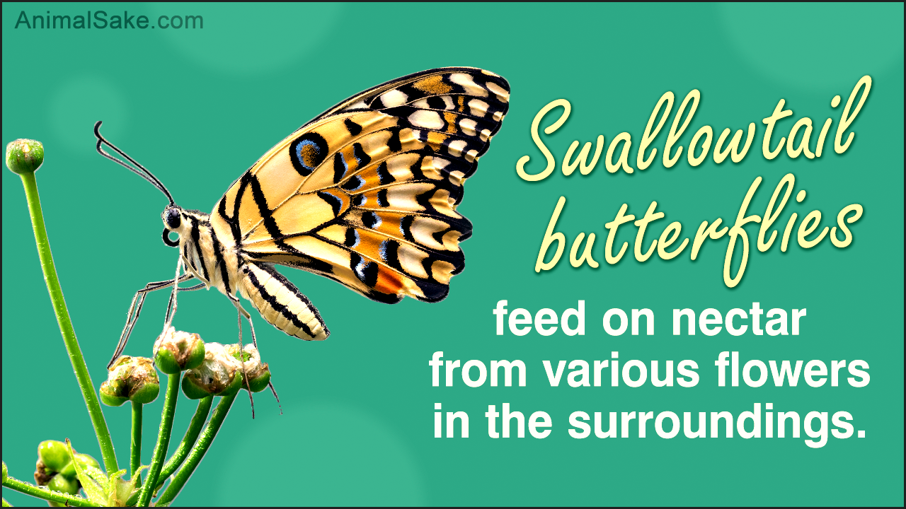 Swallowtail Butterfly Facts