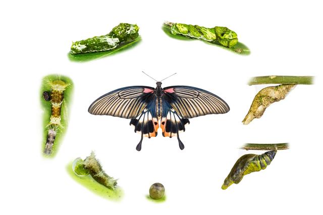 Life cycle of female great mormon butterfly