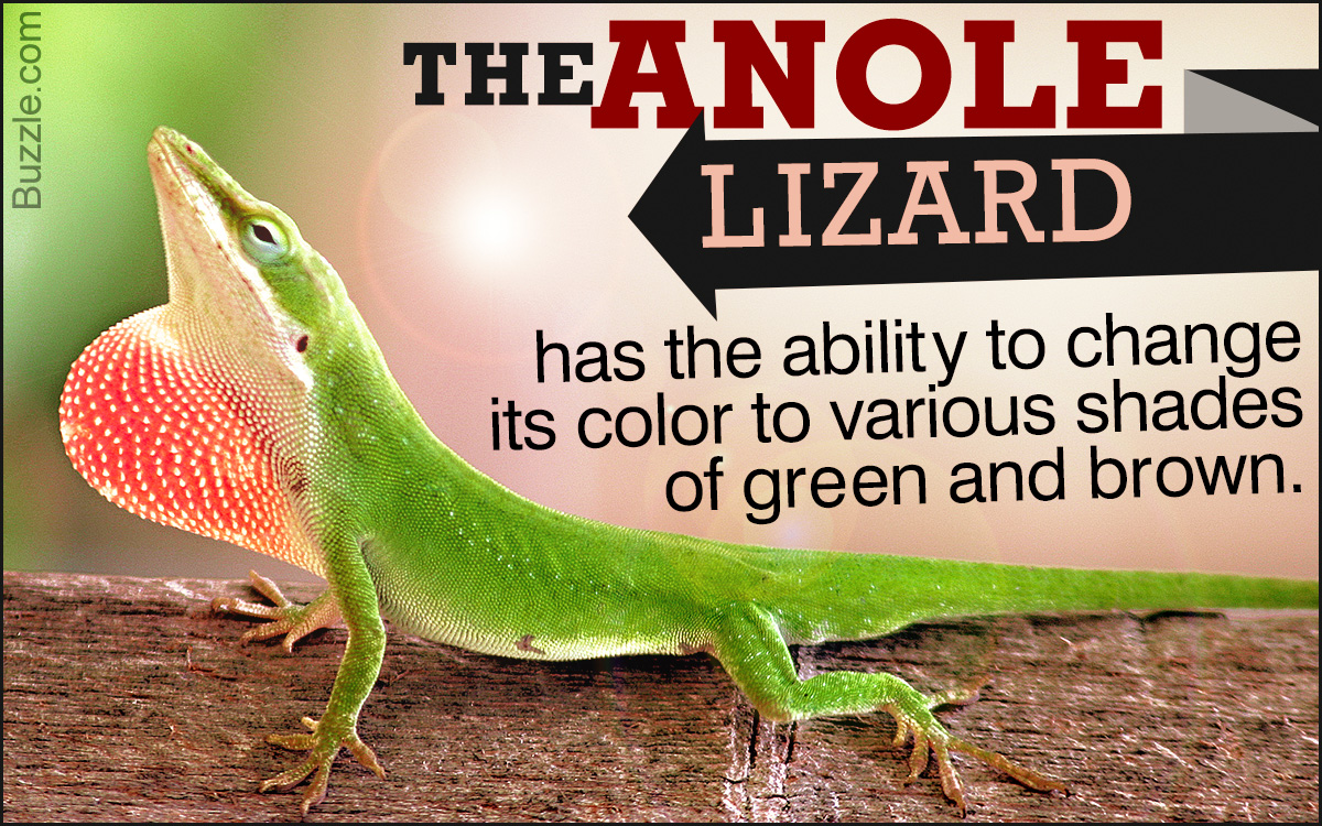 Anole Lizard Facts