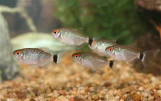 School of Red Eye Tetra fish
