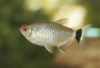 Silver Red Eye Fish